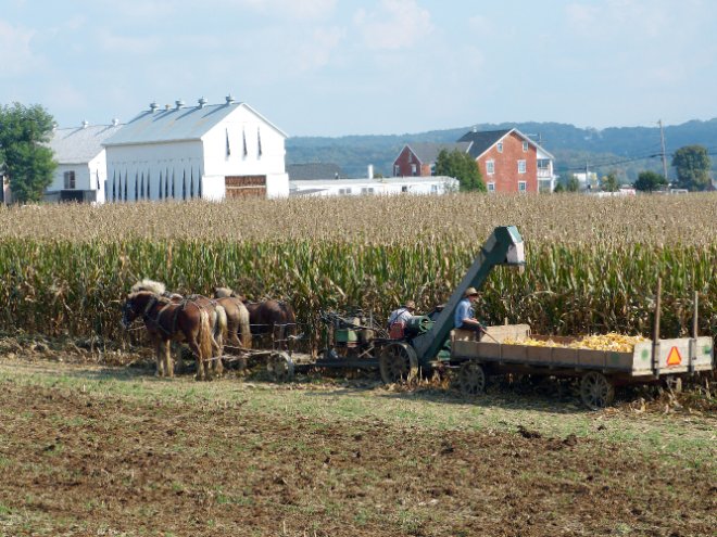 Harvesting Corn